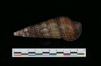 藏品(泥海蜷)的圖片